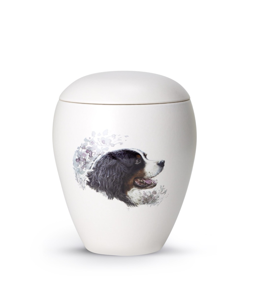 Berner Sennenhund