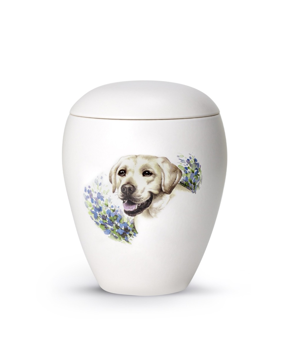 Labrador